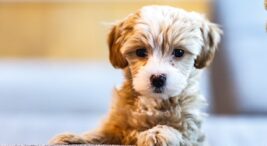 The Importance of Choosing the Best Pet Food for Puppies